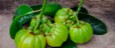 Garcinia Cambogia Extract is One of Our featured product